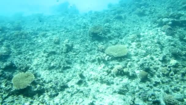 Ψάρια μεταξύ κοράλλια στην Ερυθρά θάλασσα — Αρχείο Βίντεο