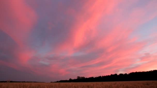 Paysage avec champ de blé après le coucher du soleil — Video