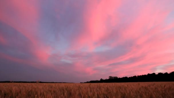 І пейзаж з пшеничним полем після заходу сонця — стокове відео