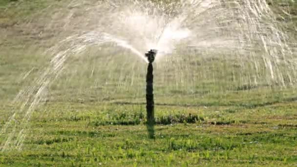 Sprinkler watering green lawn — Stock Video