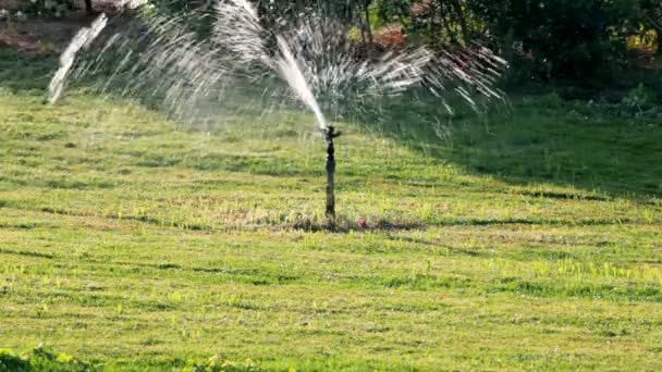 Sprinkler watering green lawn — Stock Video