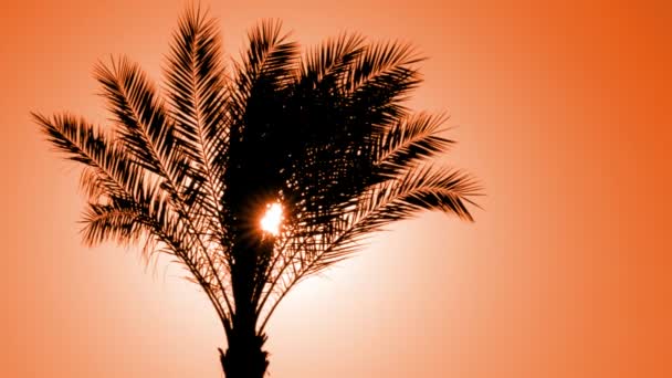 Sziluettje pálmafa ellen a lenyugvó nap — Stock videók