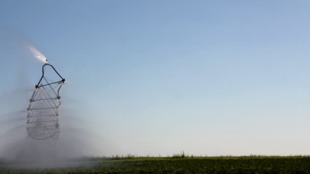 Lasso di tempo di irrigazione di un campo di patate . — Video Stock