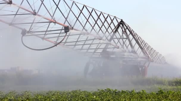 Irrigatie van een aardappelveld. — Stockvideo