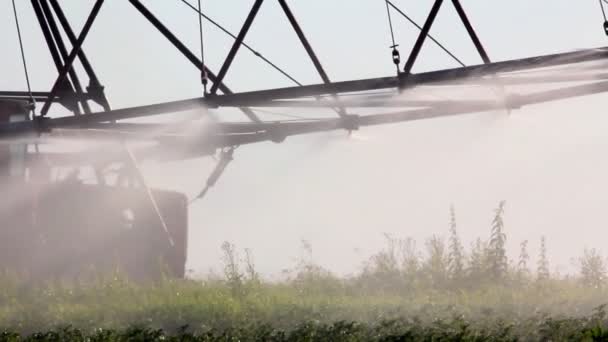 Irrigation of a potato field — Stock Video
