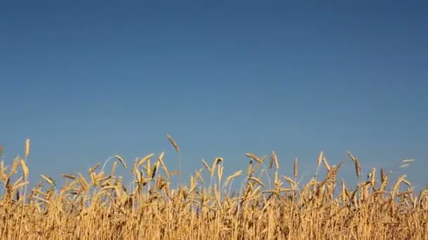 Stiele des Weizens — Stockvideo