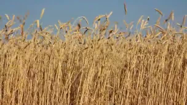 Stems of the wheat — Stock Video