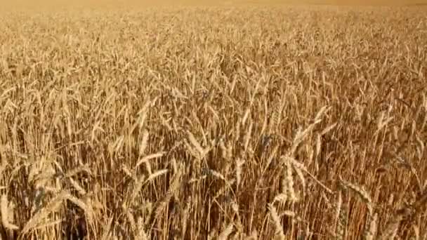 Yellow field with ripe wheat — Stock Video