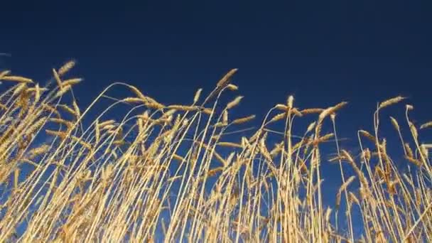 Höga stjälkar av mogen vete under en blå himmel — Stockvideo