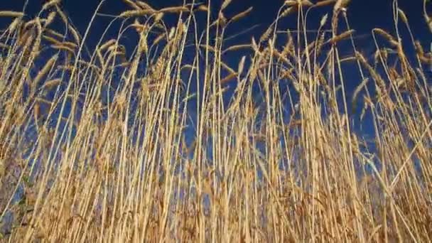 High stems of ripe wheat under a blue sky — Stock Video