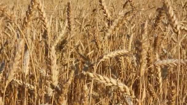 Gelbes Feld mit reifem Weizen — Stockvideo