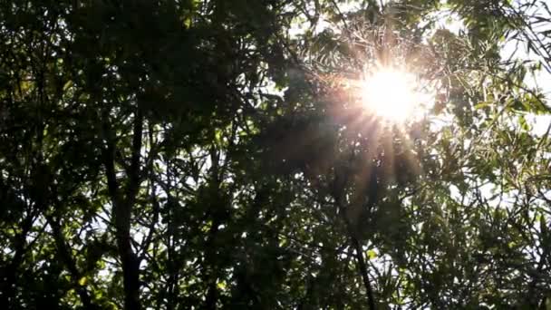 Яркое солнце светит сквозь листья деревьев - хронометраж — стоковое видео