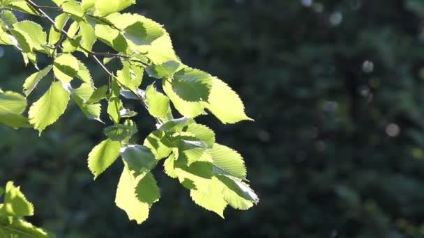 Lindas folhas verdes e sol brilhante sobre fundo borrado — Vídeo de Stock