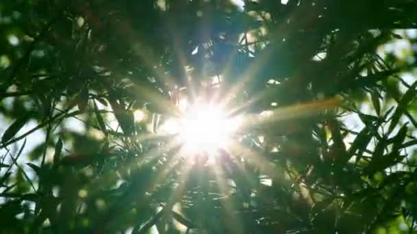 Il sole luminoso splende attraverso il fogliame degli alberi — Video Stock