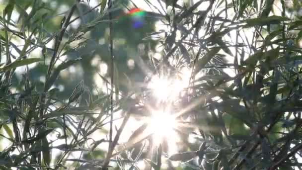 Un soleil éclatant brille à travers le feuillage des arbres — Video