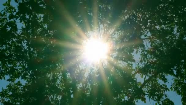 El sol brillante brilla a través del follaje de los árboles — Vídeos de Stock