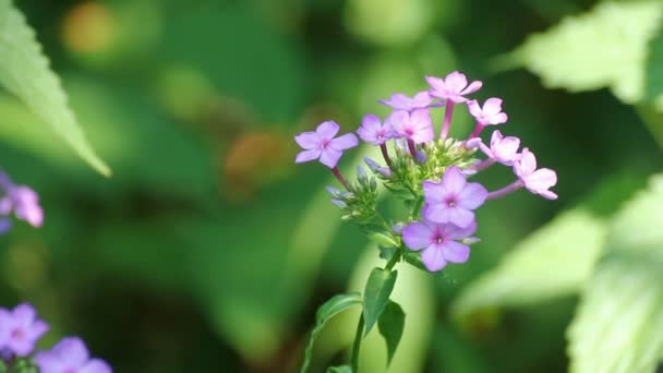 Phlox çiçek yeşil yaprakları arasında — Stok video