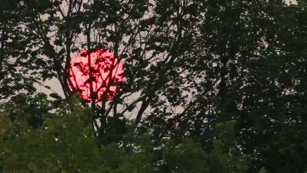 Время с закатом солнца за деревьями — стоковое видео