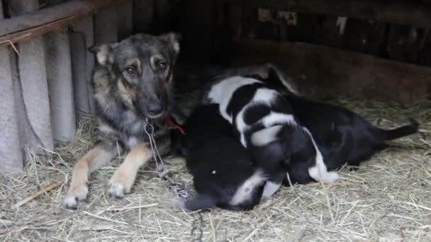 Cachorros chupando leche de una perra madre — Vídeos de Stock