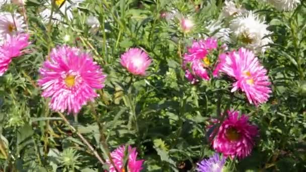 Aster bloemen — Stockvideo