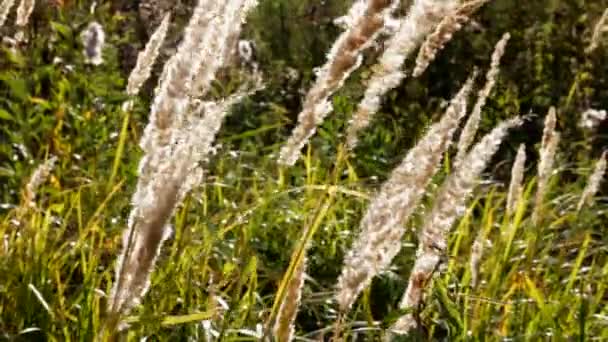 Стебли сухой травы — стоковое видео