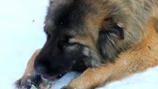 Hond eten bot in winter — Stockvideo