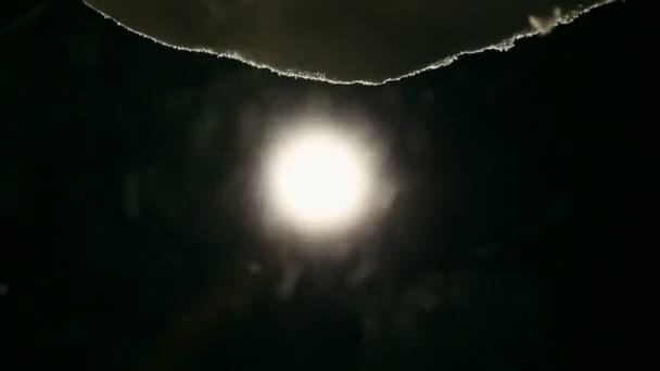 Kväll snöfall och månen — Stockvideo