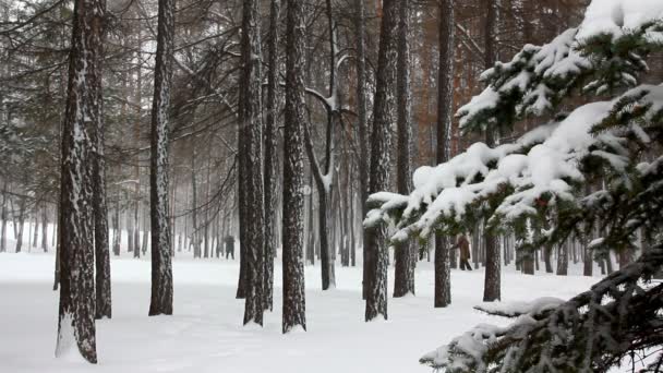 Queda de neve na floresta de inverno — Vídeo de Stock