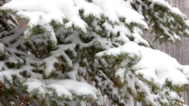Sneeuw bedekte fir en sneeuw — Stockvideo