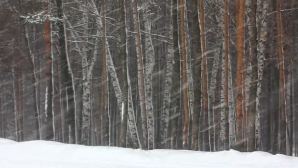 Snöfall i vinterskogen — Stockvideo