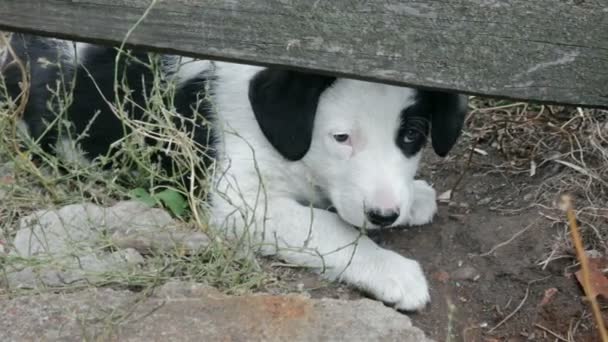 Filhote de cachorro sem-teto — Vídeo de Stock