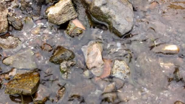 Water dat over de rotsen stroomt — Stockvideo