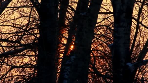 Ήλιου, μέσα από τους κορμούς των δέντρων το χειμώνα — Αρχείο Βίντεο