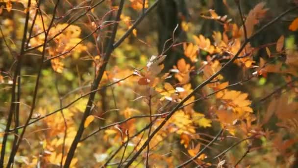 Hojas amarillas de otoño — Vídeo de stock