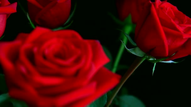 Vue rapprochée sur rose rouge changeant de focus, peu profonde DOF — Video