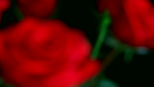 Close-up weergave op rode rose focus, ondiepe dof wijzigen — Stockvideo