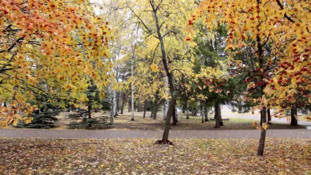 Осенний парк — стоковое видео