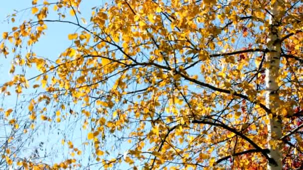 Sarı huş yaprakları — Stok video