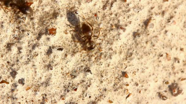 Macro hormigas — Vídeo de stock