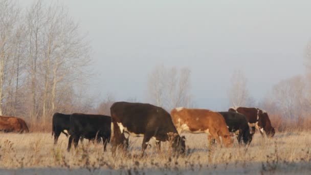 Cows on autumn dry pasture - farm scene timelapse — Stock Video
