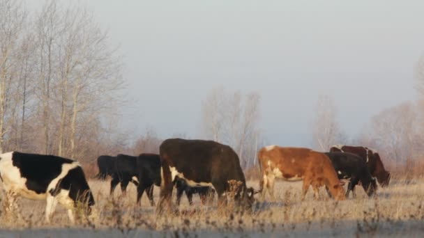 Koeien op herfst droog grasland - boerderij scène timelapse — Stockvideo