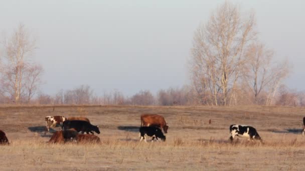 Vaches sur les pâturages secs d'automne - timelapse scène de la ferme — Video