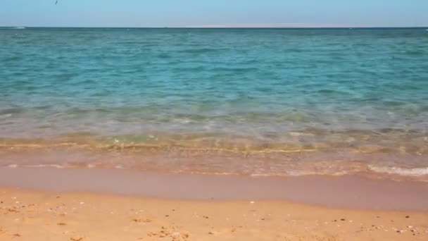 Landscape with turquoise sea and golden sand beach — Stock Video