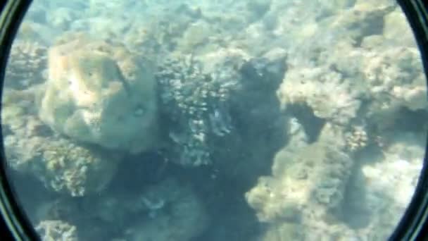 Peces entre corales bajo el agua en el Mar Rojo — Vídeos de Stock