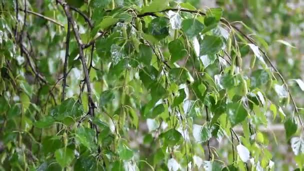 Birch tree leaves close-up under rain — Stock Video