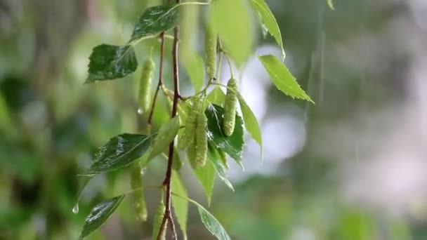 Nyírfa közelről hagy eső alatt — Stock videók