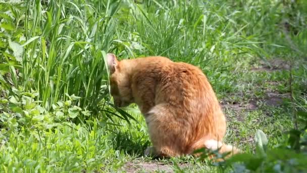 Red cat eating grass — Stock Video