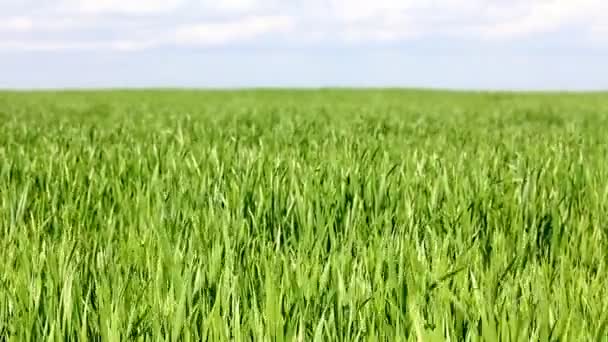 Зеленая трава и небо — стоковое видео