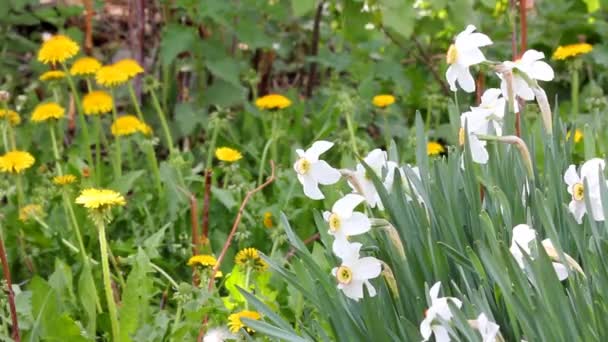 Narcissus flowers — Stock Video