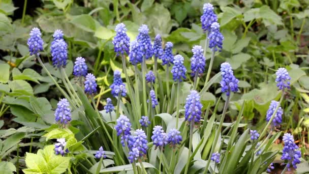 Muscari blommor — Stockvideo